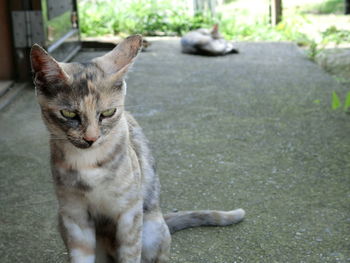 Cat sitting on road in city