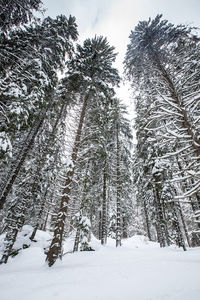 Trees on snow covered field