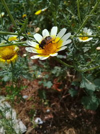 High angle view of bee on yellow flower