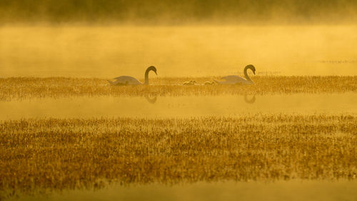 Family of summer swans