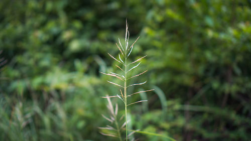 Close-up of plant growing on field
