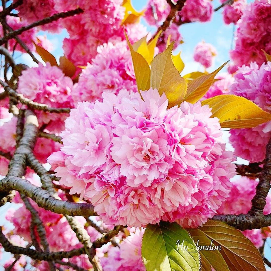 flowering plant, flower, plant, pink color, beauty in nature, growth, freshness, vulnerability, fragility, petal, close-up, tree, no people, day, branch, nature, flower head, inflorescence, blossom, springtime, outdoors, cherry blossom