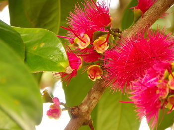 Close-up of pink flowers