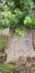 Close-up of tree trunk amidst plants