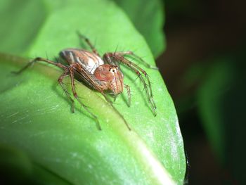 Close-up of insect on leaf