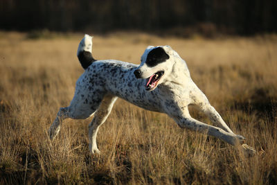 Dog running in a field