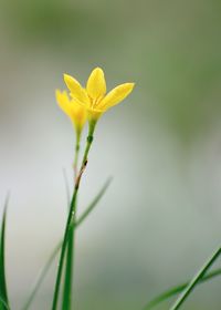 Close-up of flower growing outdoors