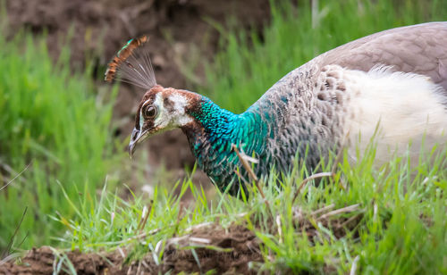 Close-up of peacock