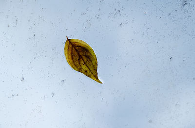 Close-up of leaf against sky