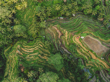 High angle view of agricultural field