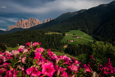 Scenic view of pink and mountains against sky