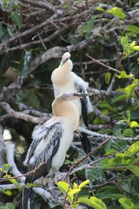 Bird perching on a branch