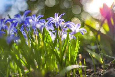 Close-up of purple crocus flowers on field