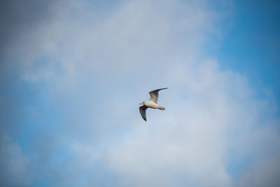 Low angle view of seagull flying in sky