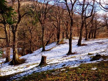 Snow covered trees in forest