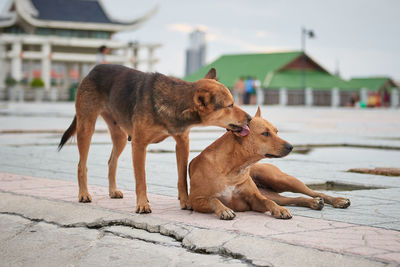 Dogs on footpath against buildings