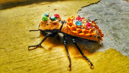 Close-up of insect on wood