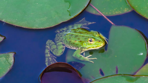 Close-up of frog in pond