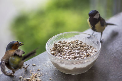 Close-up of birds in bowl