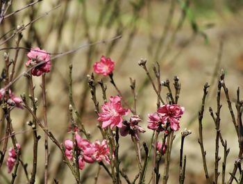 Close-up of pink flowering plant