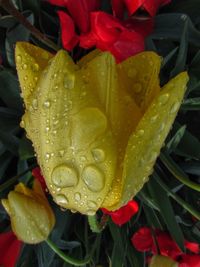 Close-up of wet flower