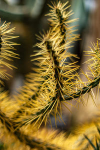 Close-up of plant