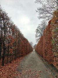 Road amidst trees against sky during autumn