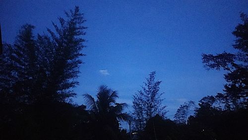 Silhouette trees against sky at night