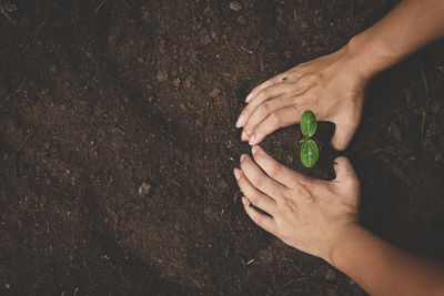 Midsection of person holding leaf