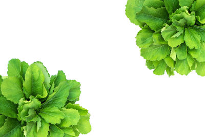 Close-up of fresh green plant against white background