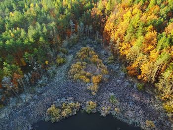 High angle view of river amidst trees in forest