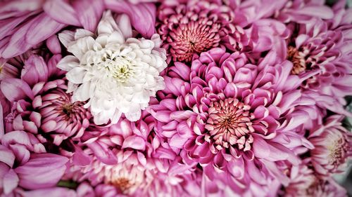 Close-up of pink roses