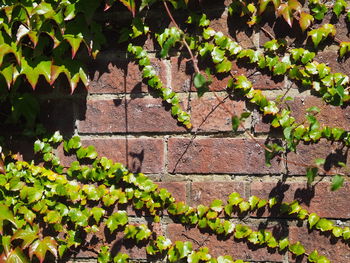 High angle view of ivy growing on wall