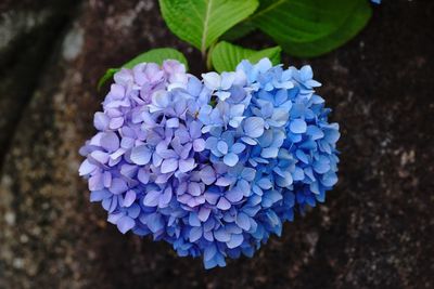 Close-up of blue hydrangea blooming outdoors