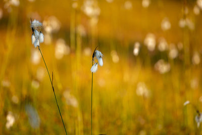 Nature landscape in the mountains with bokeh background in rodnei mountains 