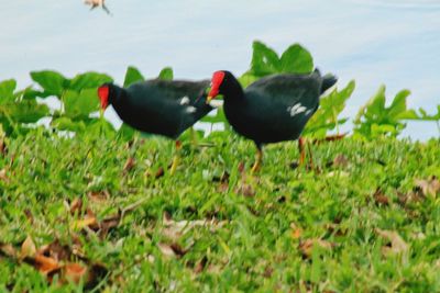 View of birds on grass