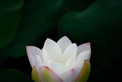 Close-up of lotus water lily