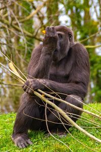 Close-up of monkey on field