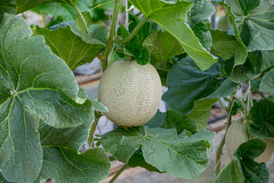 Close-up of fruits growing on tree