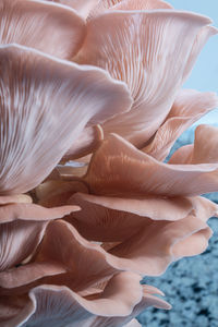 Pink oyster mushroom