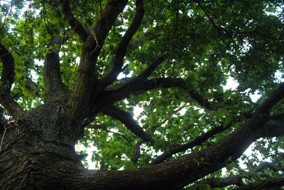 Low angle view of trees in forest