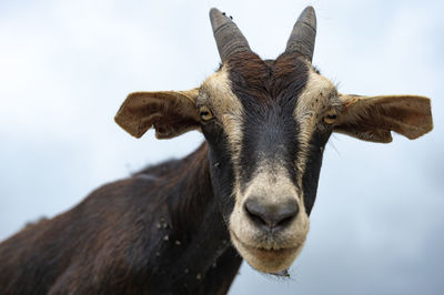 Close-up portrait of goat