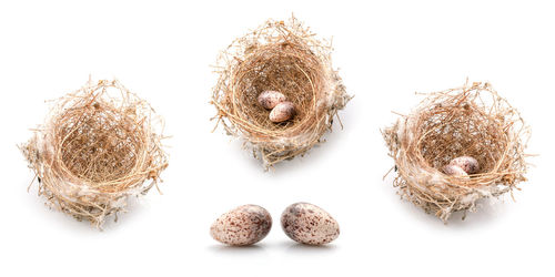 High angle view of eggs in nest on white background