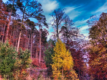 Trees in forest against sky during autumn