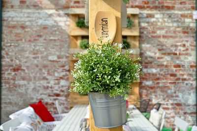 Close-up of potted plant