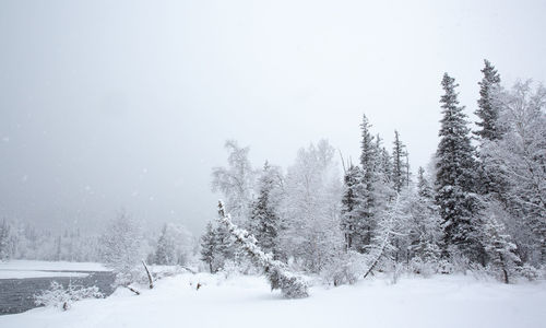 Trees on snow covered field against sky