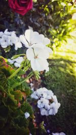 Close-up of white flowers blooming outdoors