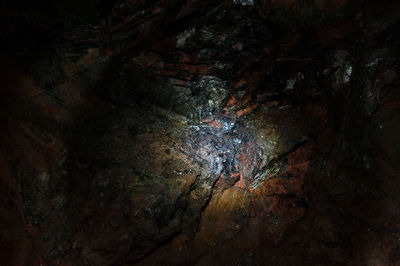 Low angle view of tree trunk