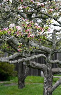 Close-up of fresh flower tree