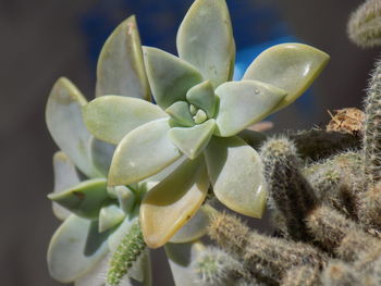 Close-up of succulent plants